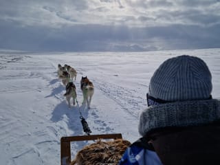 Siberian Husky Dog Sledding, photo 17