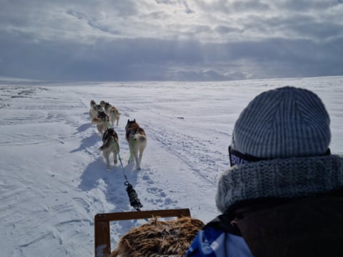 Siberian Husky Dog Sledding, photo 17