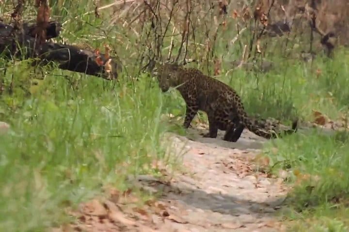 Wildlife Tour at Chitwan National Park