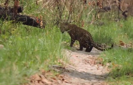 Wildlife Tour at Chitwan National Park