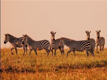 Upemba National Park Safari Expedition – Congo Basin Wetlands & Wildlife Adventure