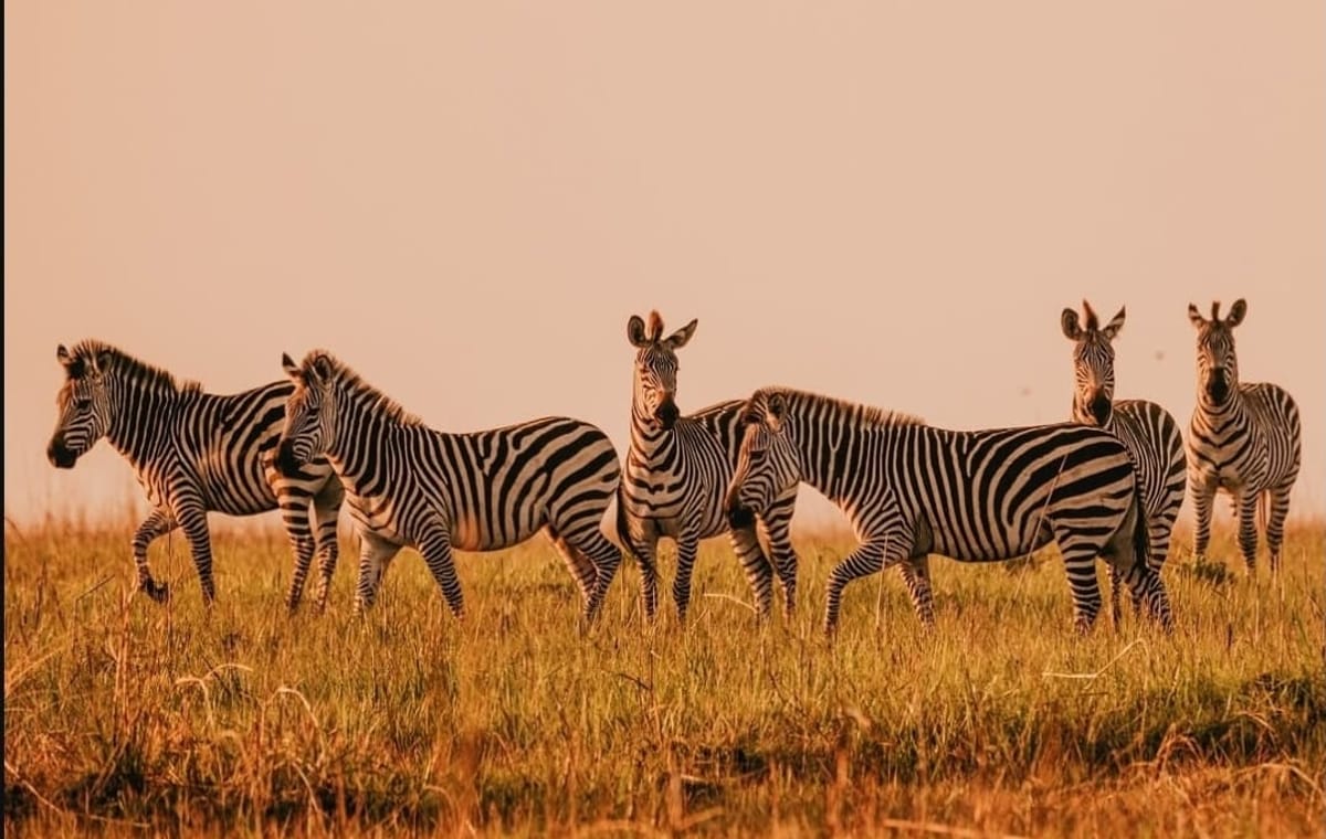 Upemba National Park Safari Expedition – Congo Basin Wetlands & Wildlife Adventure