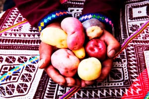 Full Day Rural Community Tourism in the Potato Park – Private Service