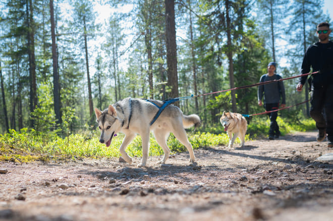 Hiking with Huskies, Husky Park, Siberian Husky, Rovaniemi Lapland