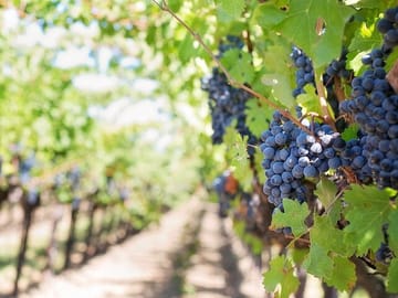 Private Wine Tasting Tour in Etyek with Danube Cruise from Budapest