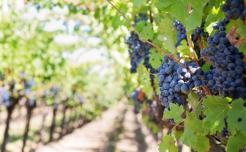 Private Wine Tasting Tour in Etyek with Danube Cruise from Budapest