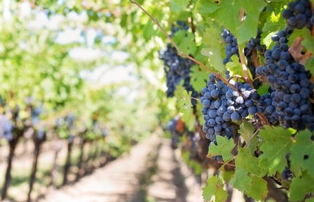 Private Wine Tasting Tour in Etyek with Danube Cruise from Budapest