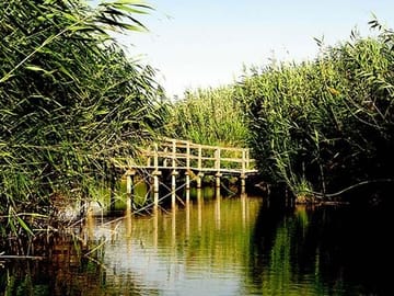 Azraq wet land