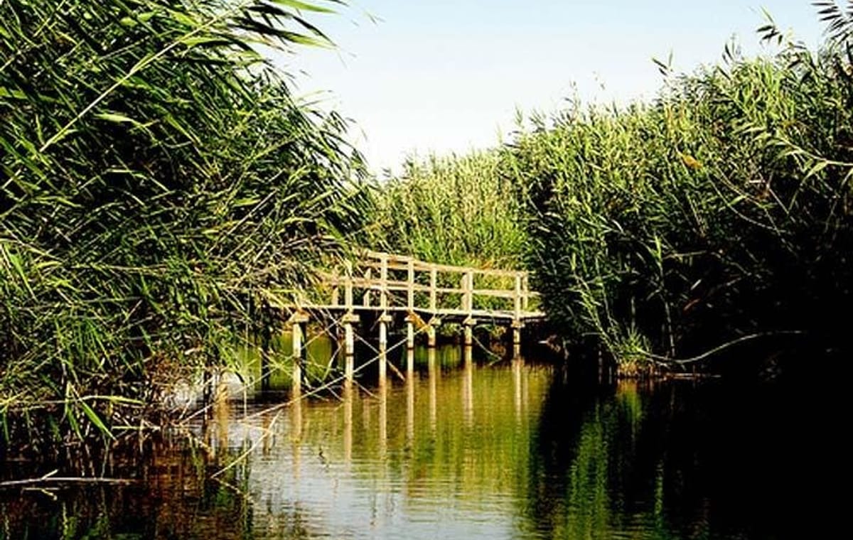 Shaumari Reserve and Azraq Wetland Private Full Day Tour from Amman