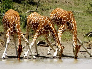 4 Days 3 Nights – Ol Pejeta Northern White Rhino and Samburu Safari