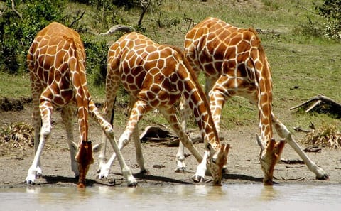 4 Days Private Luxury Ol Pejeta & Samburu Safari