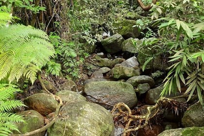 Sinharaja Rainforest Private Day Tour from Galle