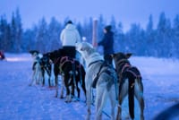 2 Hour Husky experience - 10km Husky Safari & Farm Visit 3