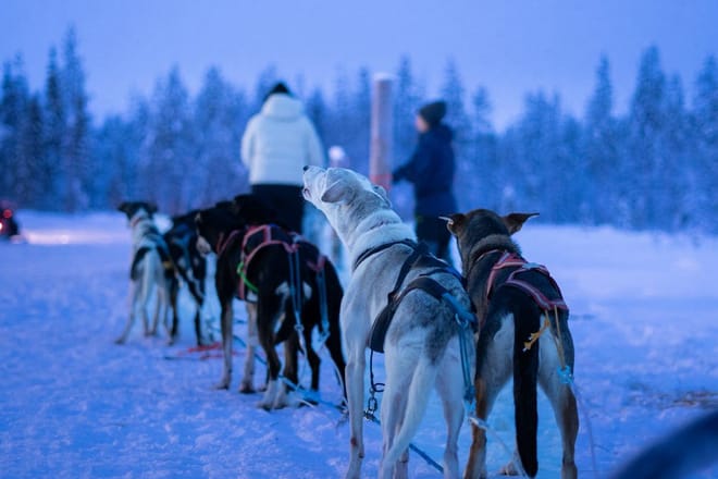 2 Hour Husky experience - 10km Husky Safari & Farm Visit photo 3