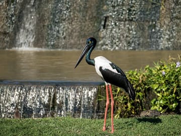 Yala National Park Safari Tours: Morning/ Evening /Full Day