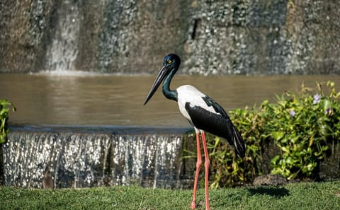 Yala National Park Safari Tours: Morning/ Evening /Full Day