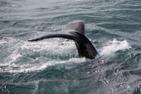 A humpback whale moves through the ocean during a whale watching tour from Reykjavík, offering unforgettable encounters with Iceland’s marin