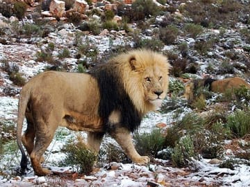 Big 5 Safari and Wine Tasting Tour in Cape Town