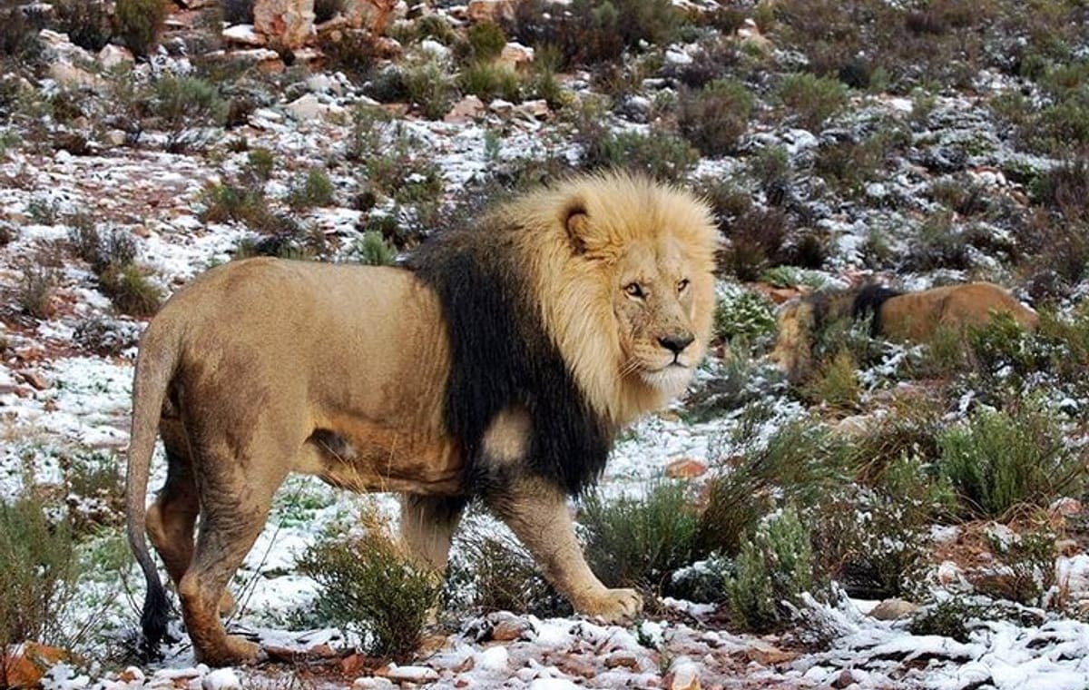 Sunset Big 5 Aquila Safari Snacks and Wine Tasting