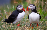 Mykines - The Puffin Island | Private Experience 1