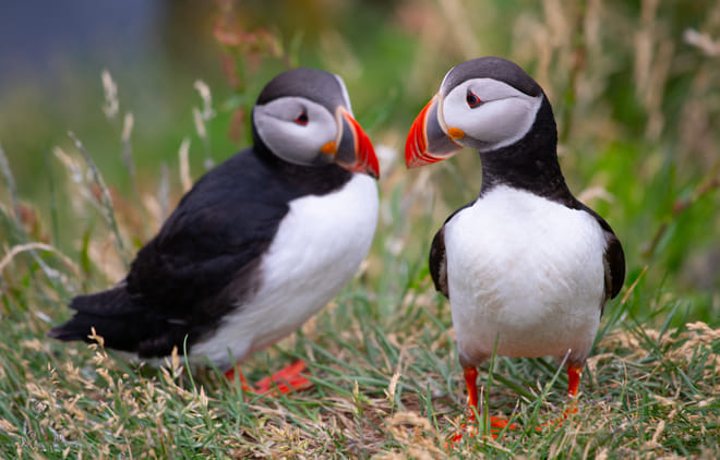 Mykines - The Puffin Island | Private Experience