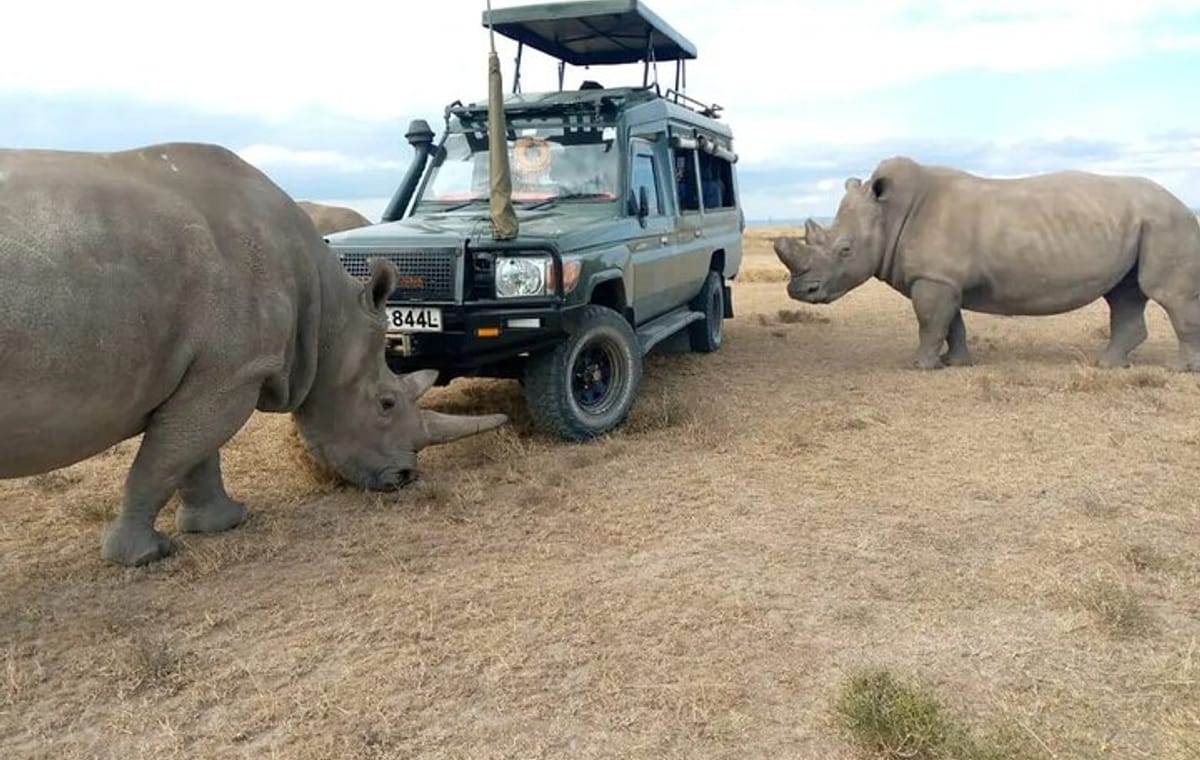 6 Days Rhino Safari to Ol Pejeta Samburu Solio and Aberdares