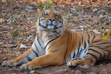 Tiger Watching and Temple Tour in Khajuraho and Nagpur