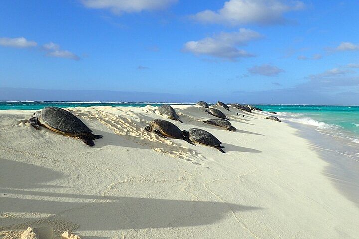 Enchanting Oahu Circle Island Tour: Beaches, Turtles & Scenic Wonders