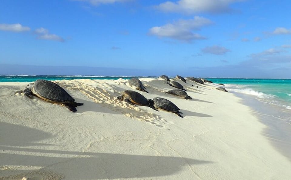 Small Group Circle Island Tour of Oahu's Highlights
