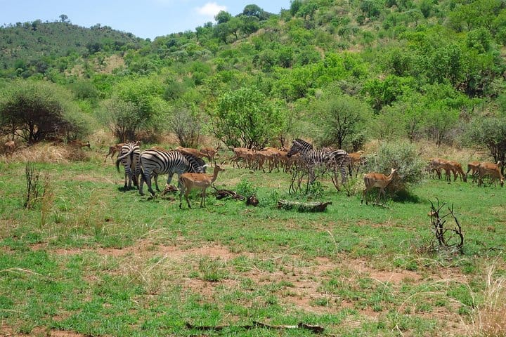 Full Day Pilanesberg Safari Tour