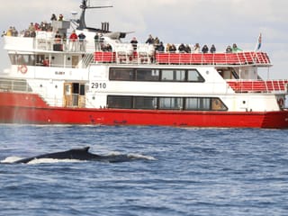 Reykjavík Classic Whale Watching , photo 20