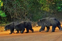 Yala National Park Safari from Hikkaduwa  8