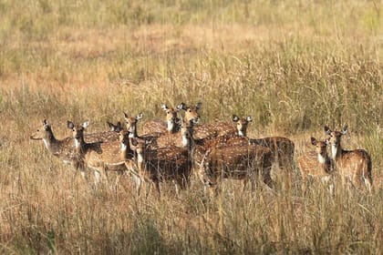 Wildlife Safari in Bandhavgarh, Kanha & Pench National Parks