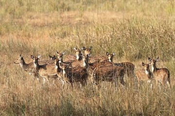Wildlife Safari Tour in Bandhavgarh, Kanha & Pench Parks