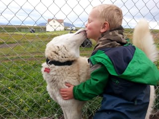 Siberian Husky Kennel Visit, photo 6