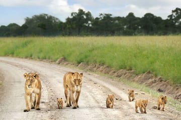 Nairobi National Park Wildlife Game Drive Tour