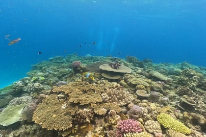 Okinawa: Boat Snorkeling 2 Rounds at Minna, Sesoko or Motobu