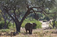 Elephant, Chobe National Park