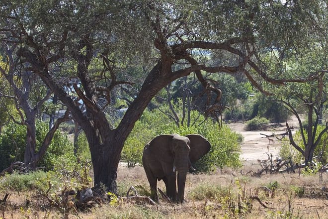 Elephant, Chobe National Park