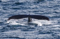 Whales & Puffins 1