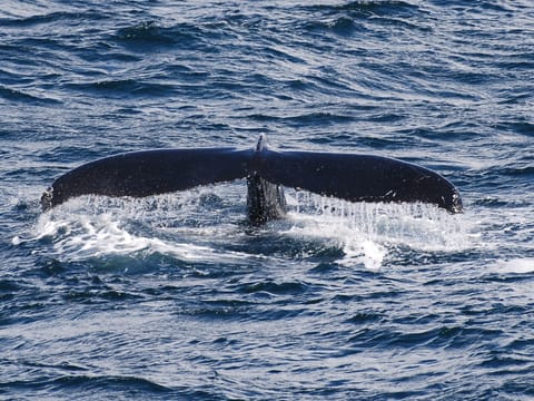 Whales & Puffins, photo 2