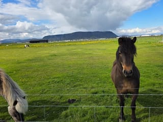 South Coast Private Tour from Reykjavik to Iconic Attractions, photo 9