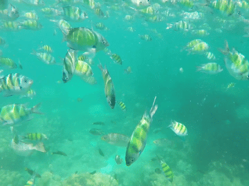 Phi Phi Islands by Ferry with Snorkelling and Lunch