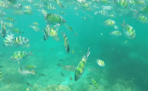 Phi Phi Islands Day Trip with Snorkeling from Phuket