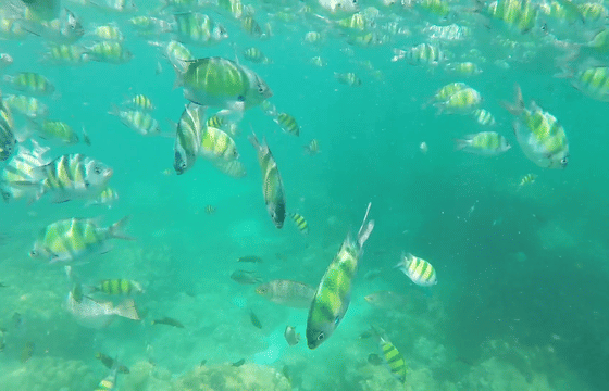 Phi Phi Islands 9AM. – Daytime Delight