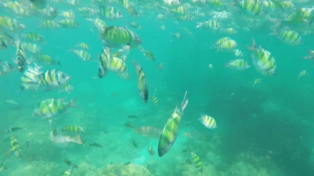 Phi Phi Islands 9AM. - Daytime Delight  2