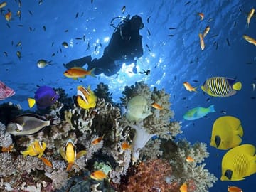sharm el sheikh safari trip