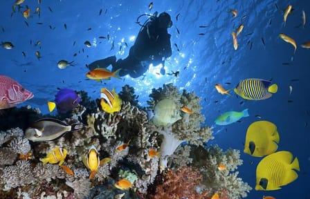 Snorkeling and Diving Tour at Ras Mohamed from Sharm El Sheikh