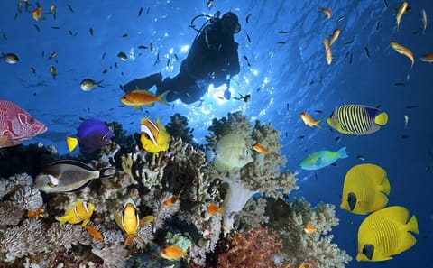Snorkeling and Diving Tour at Ras Mohamed from Sharm El Sheikh