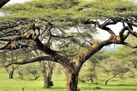 Lake Manyara National park